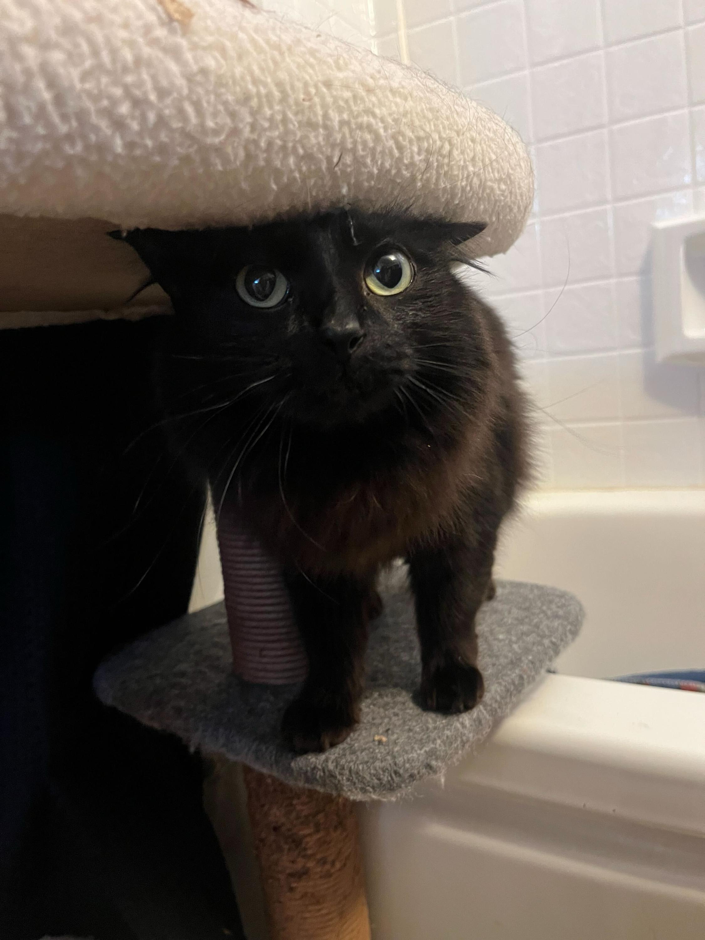 Linda and Loonette, a ADOPTABLE Domestic Long Hair in Seattle, WA image 6/6