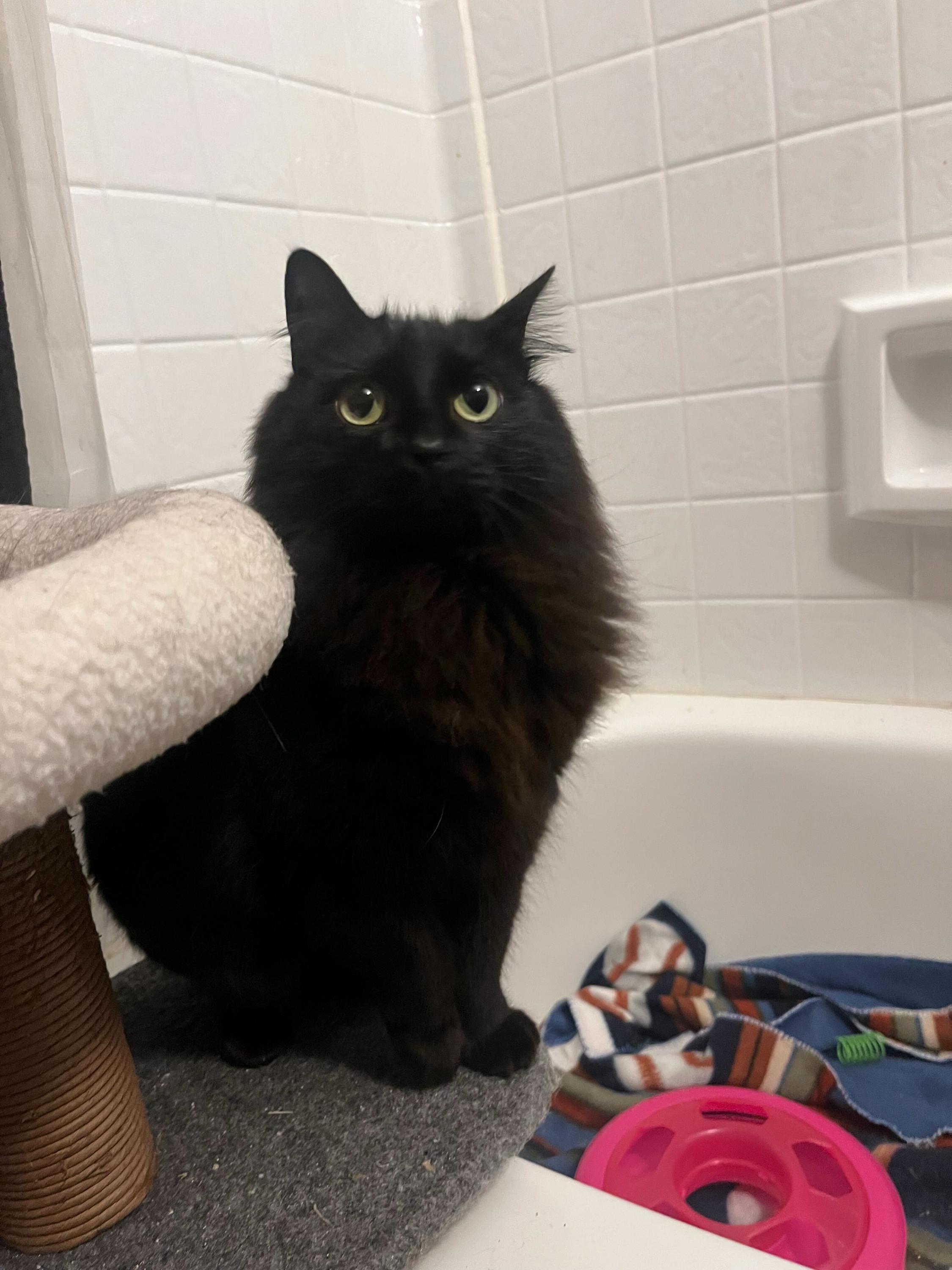 Linda and Loonette, a ADOPTABLE Domestic Long Hair in Seattle, WA image 1/6