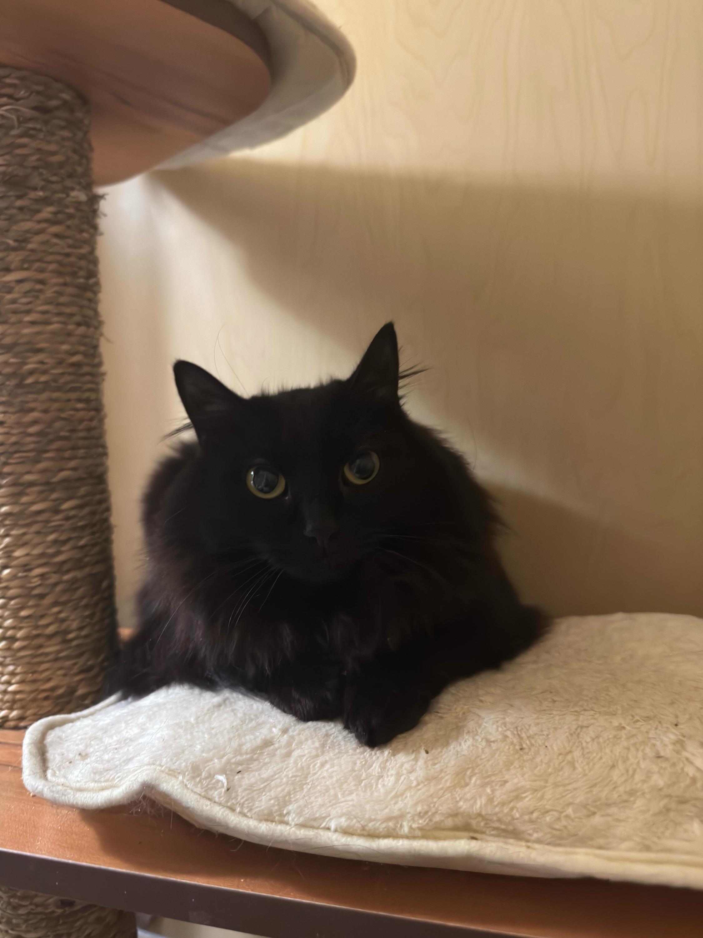 Linda and Loonette, a ADOPTABLE Domestic Long Hair in Seattle, WA image 4/6