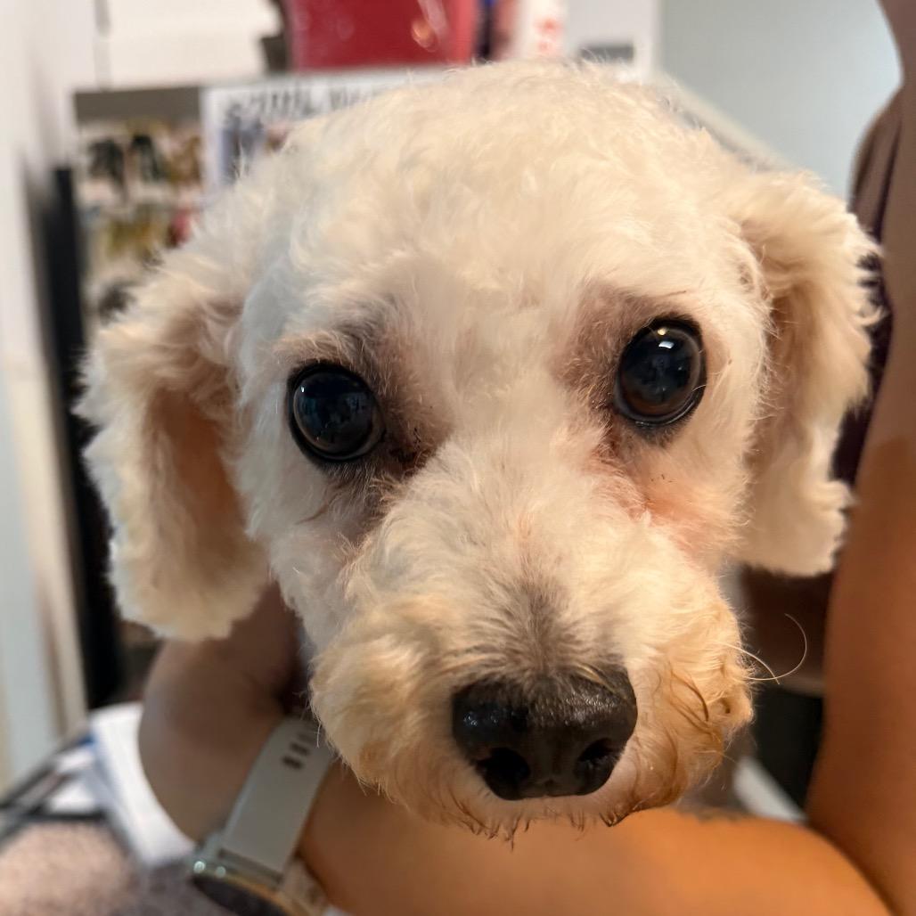 Snap, Adoptable, Adult Female Bichon Frise.