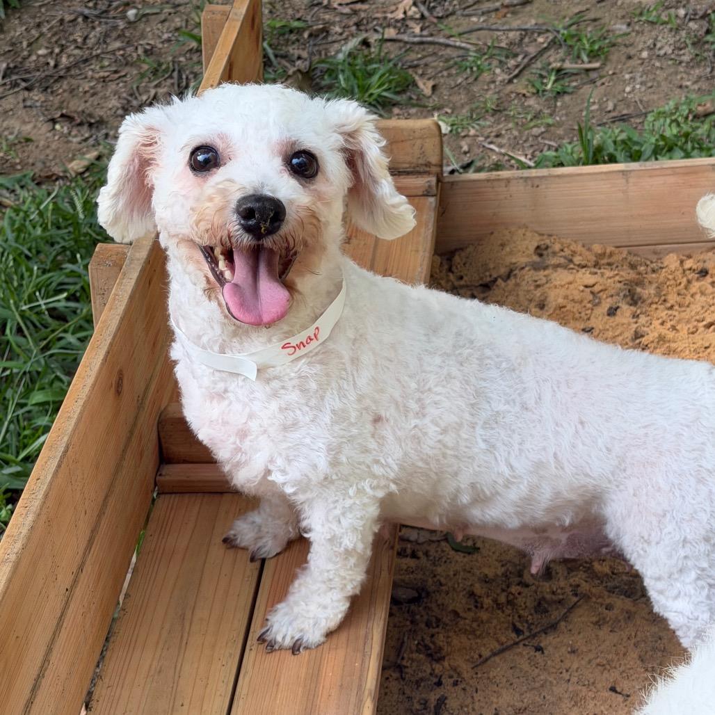 Snap, a Adoptable Bichon Frise in West Chester, PA image 2/4