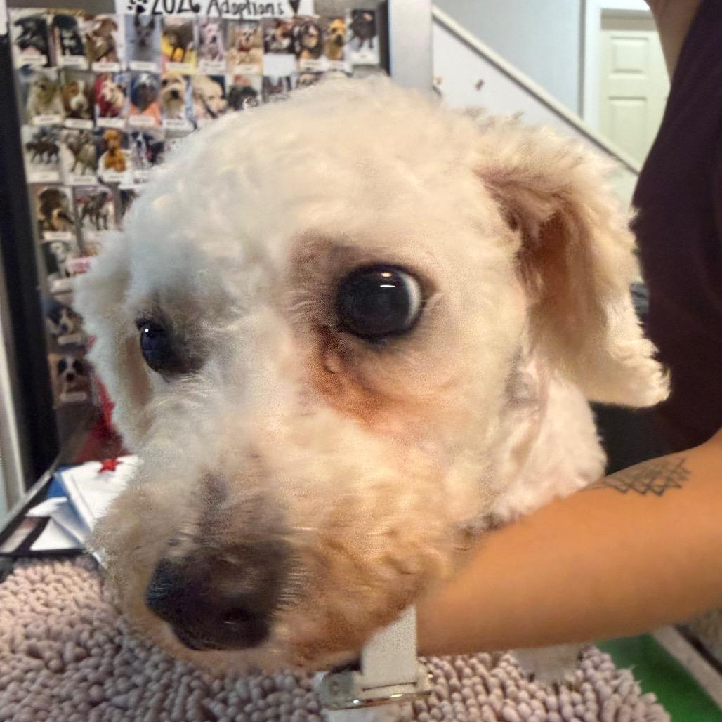 Snap, a Adoptable Bichon Frise in West Chester, PA image 3/4