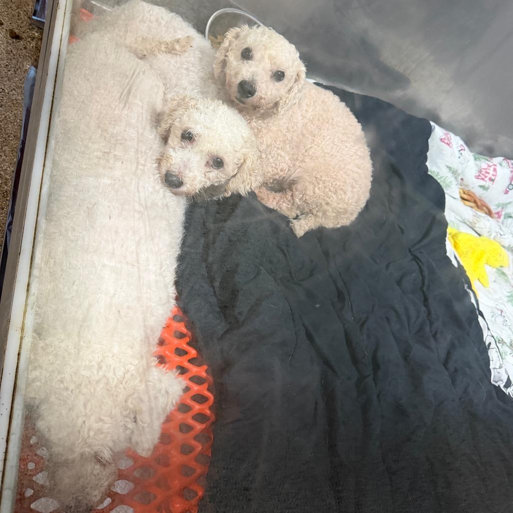 Snap, a Adoptable Bichon Frise in West Chester, PA image 4/4