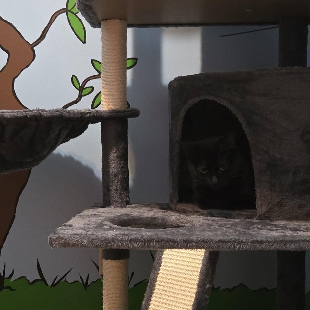 Zoey (formerly Zilpah) McEntire