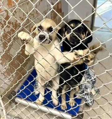 Enlarge Bonnie, an adopted mixed breed in Petersburg, VA image 5/5