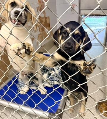 Bonnie, adopted, Puppy Female Anatolian Shepherd & American Foxhound.