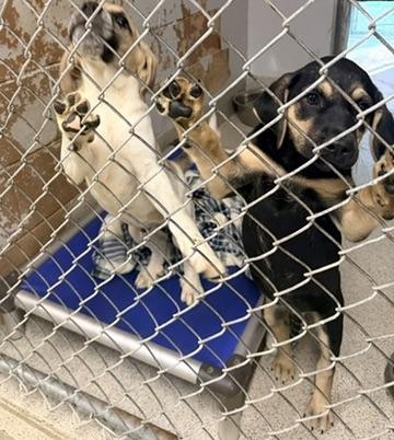 Enlarge Bonnie, an adopted mixed breed in Petersburg, VA image 3/5