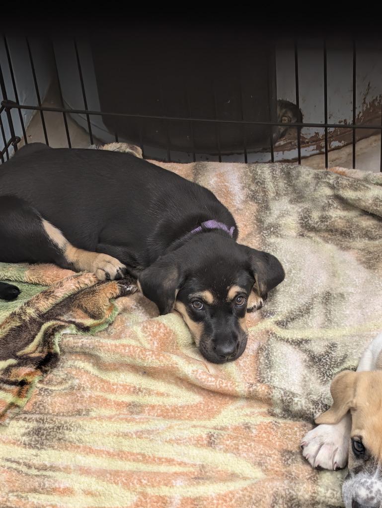 Enlarge Bonnie, an adopted mixed breed in Petersburg, VA image 2/5