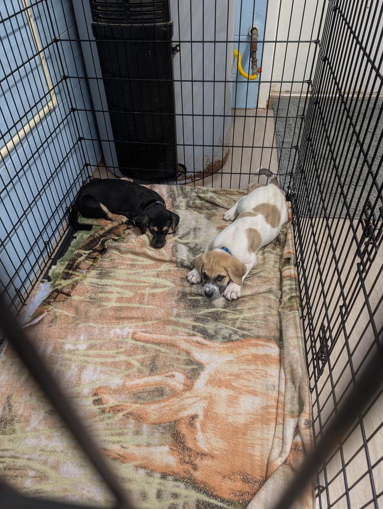 Enlarge Bonnie, an adopted mixed breed in Petersburg, VA image 4/5