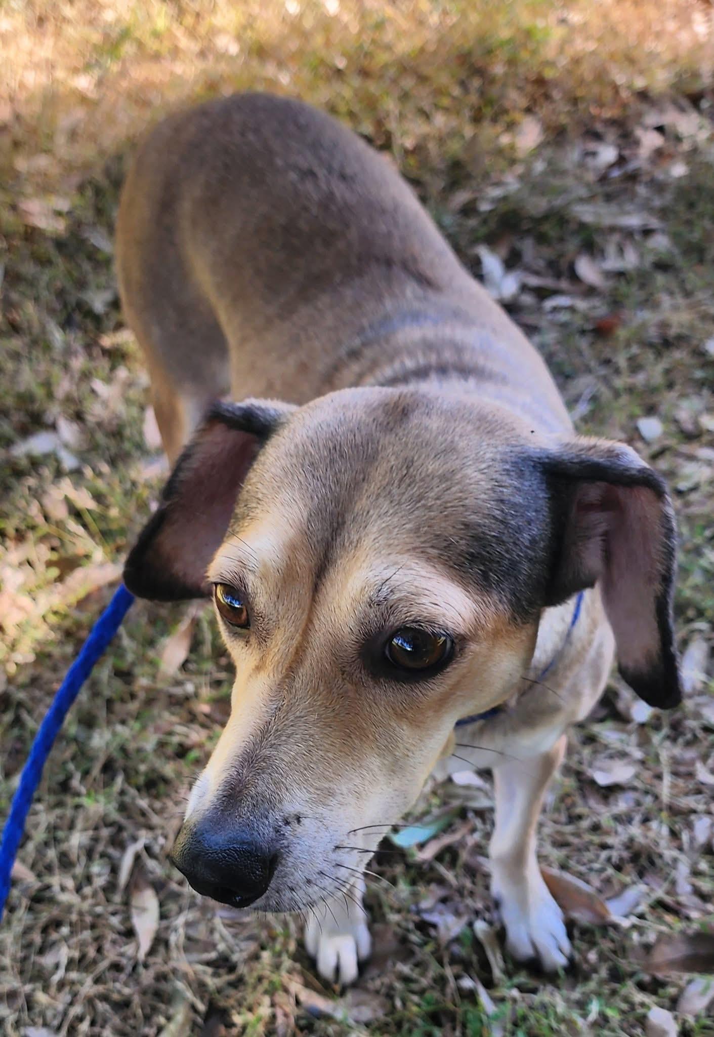 Thyme, an adopted mixed breed in Lorida, FL image 1/2