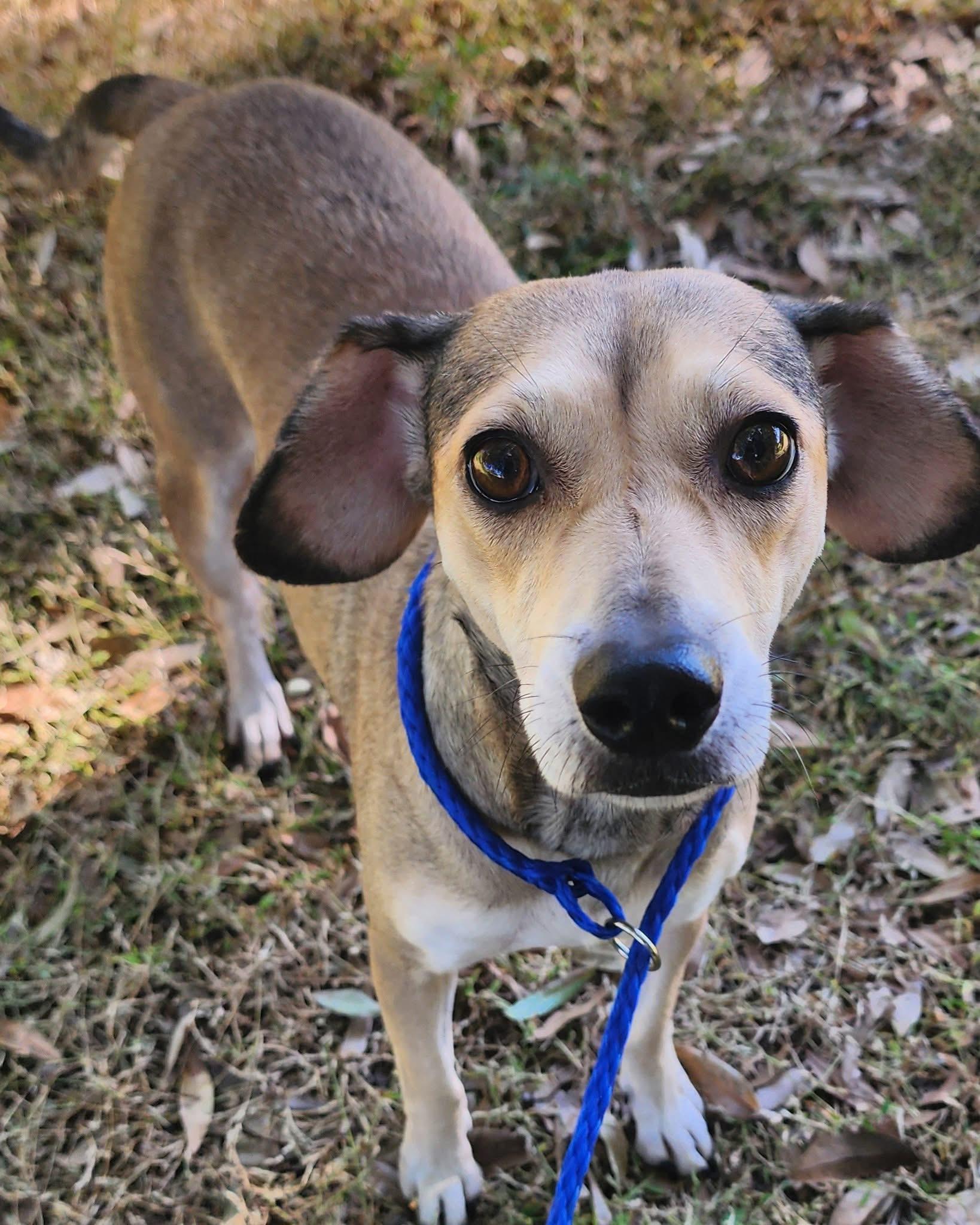 Thyme, an adopted mixed breed in Lorida, FL image 2/2
