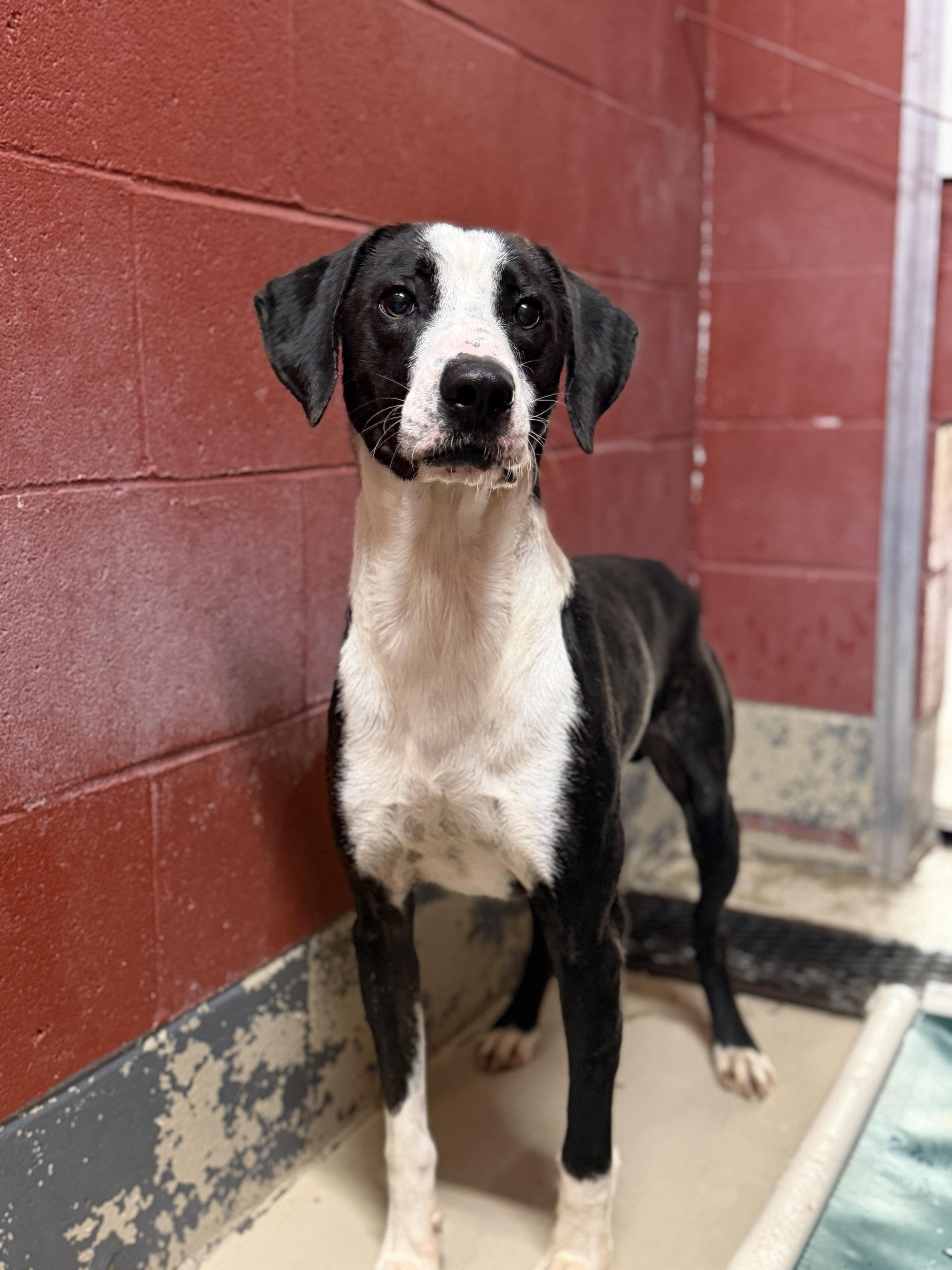 Otis 12080, Adoptable, Young Male Hound.
