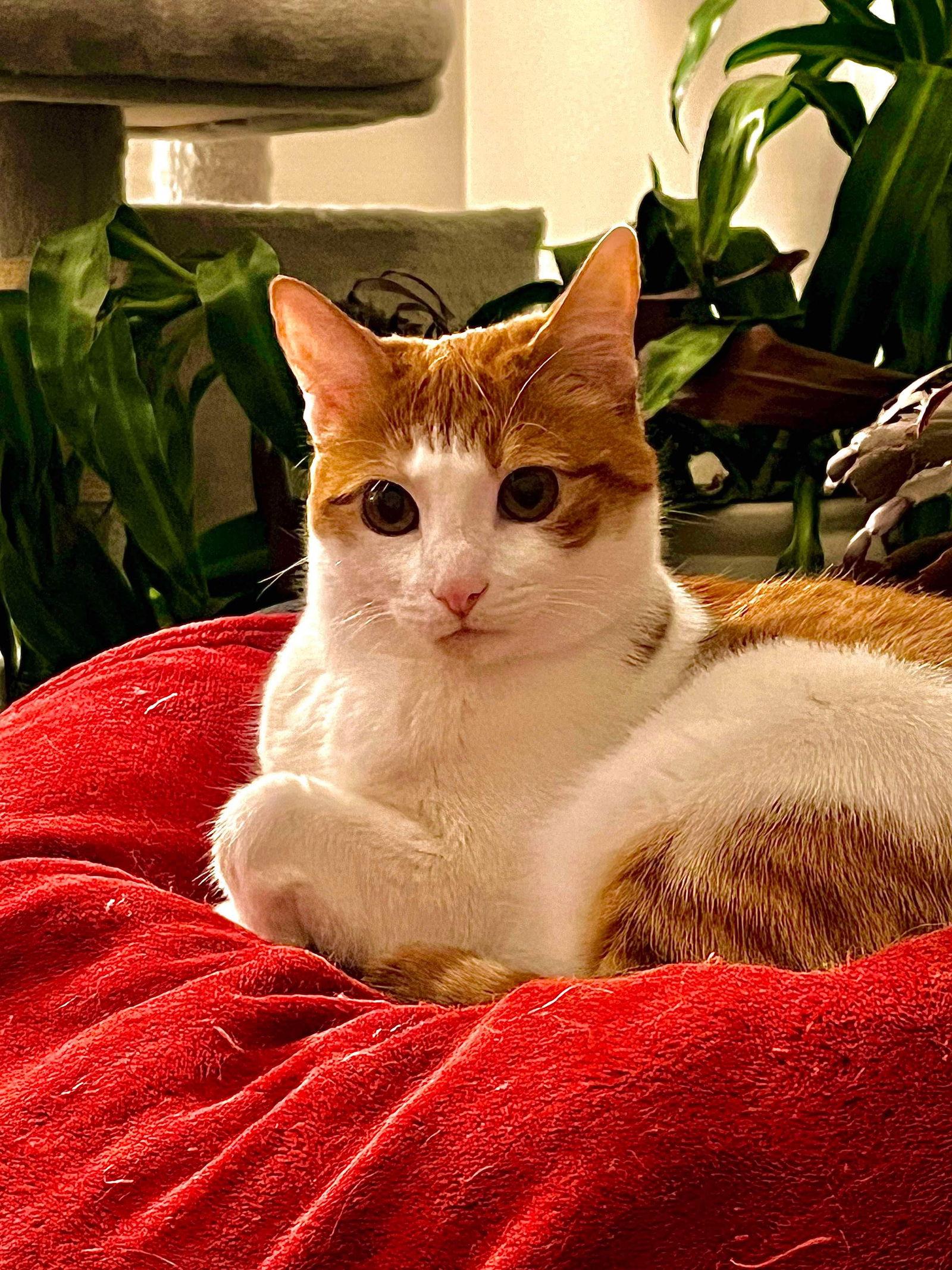 WALL-E, a Adoptable Domestic Short Hair in Roxboro, NC image 1/6