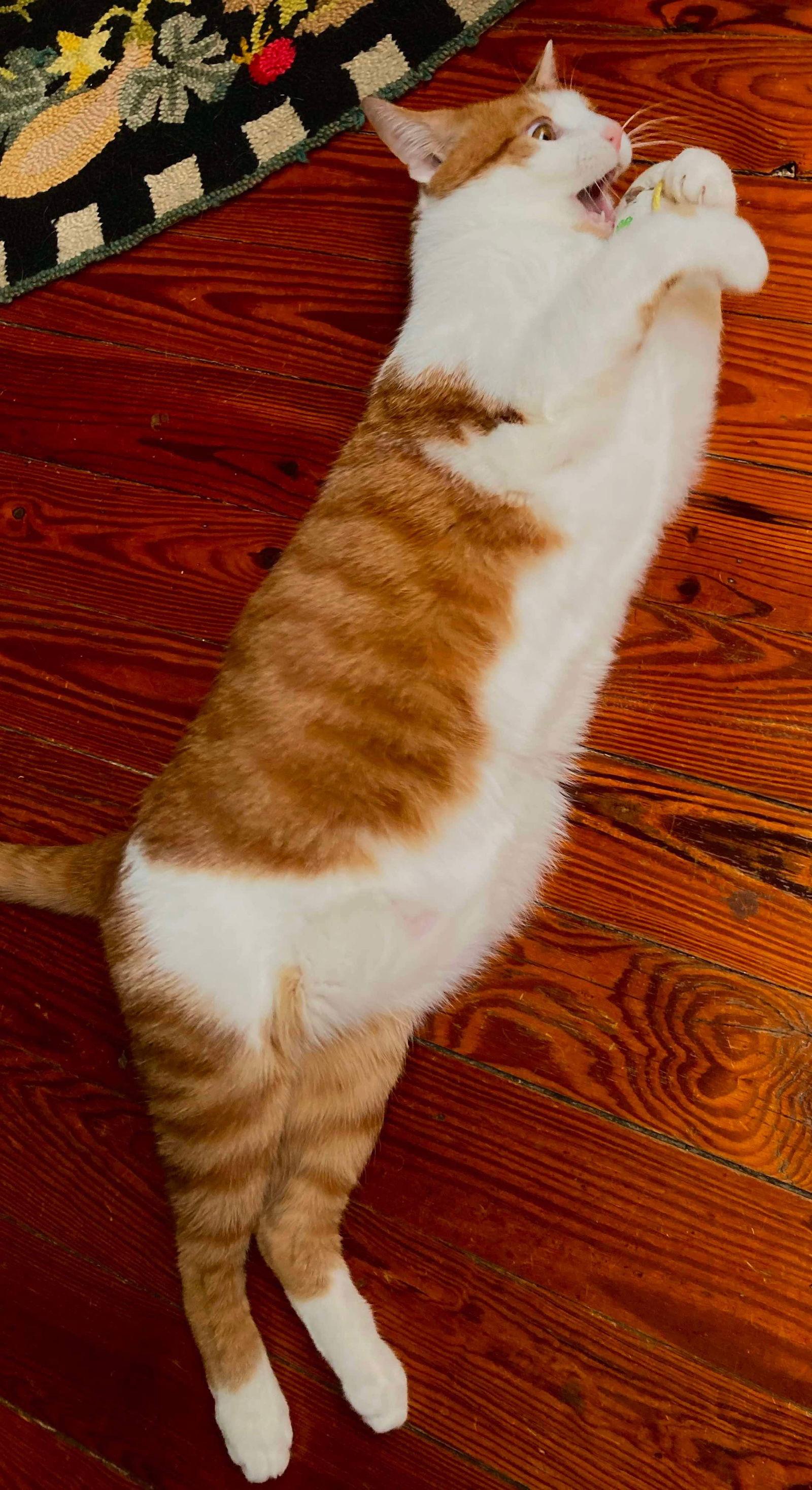 WALL-E, a Adoptable Domestic Short Hair in Roxboro, NC image 3/6