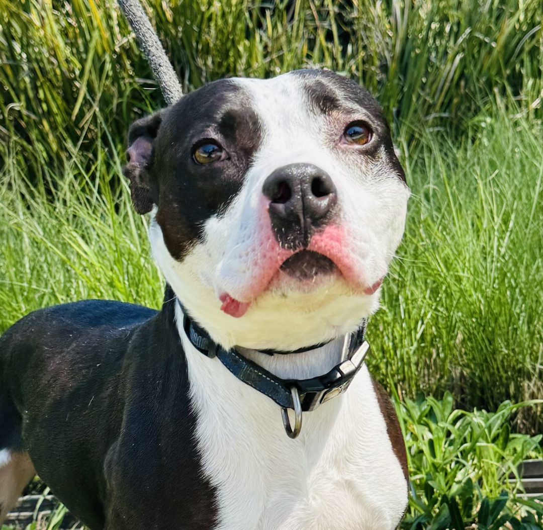 Chance, a Adoptable mixed breed in Beverly Hills, CA image 2/3