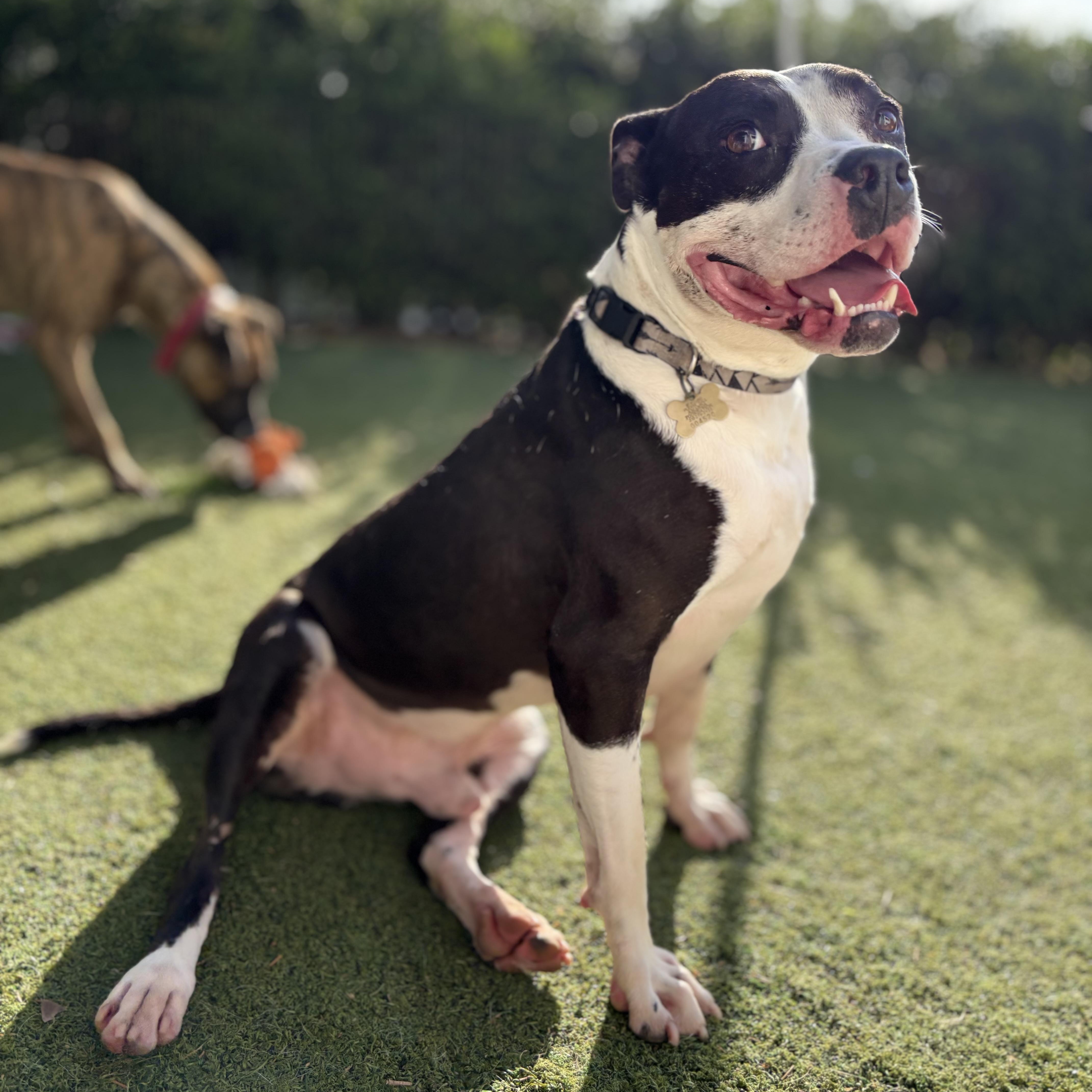 Enlarge Chance, a Adoptable mixed breed in Beverly Hills, CA image 1/4