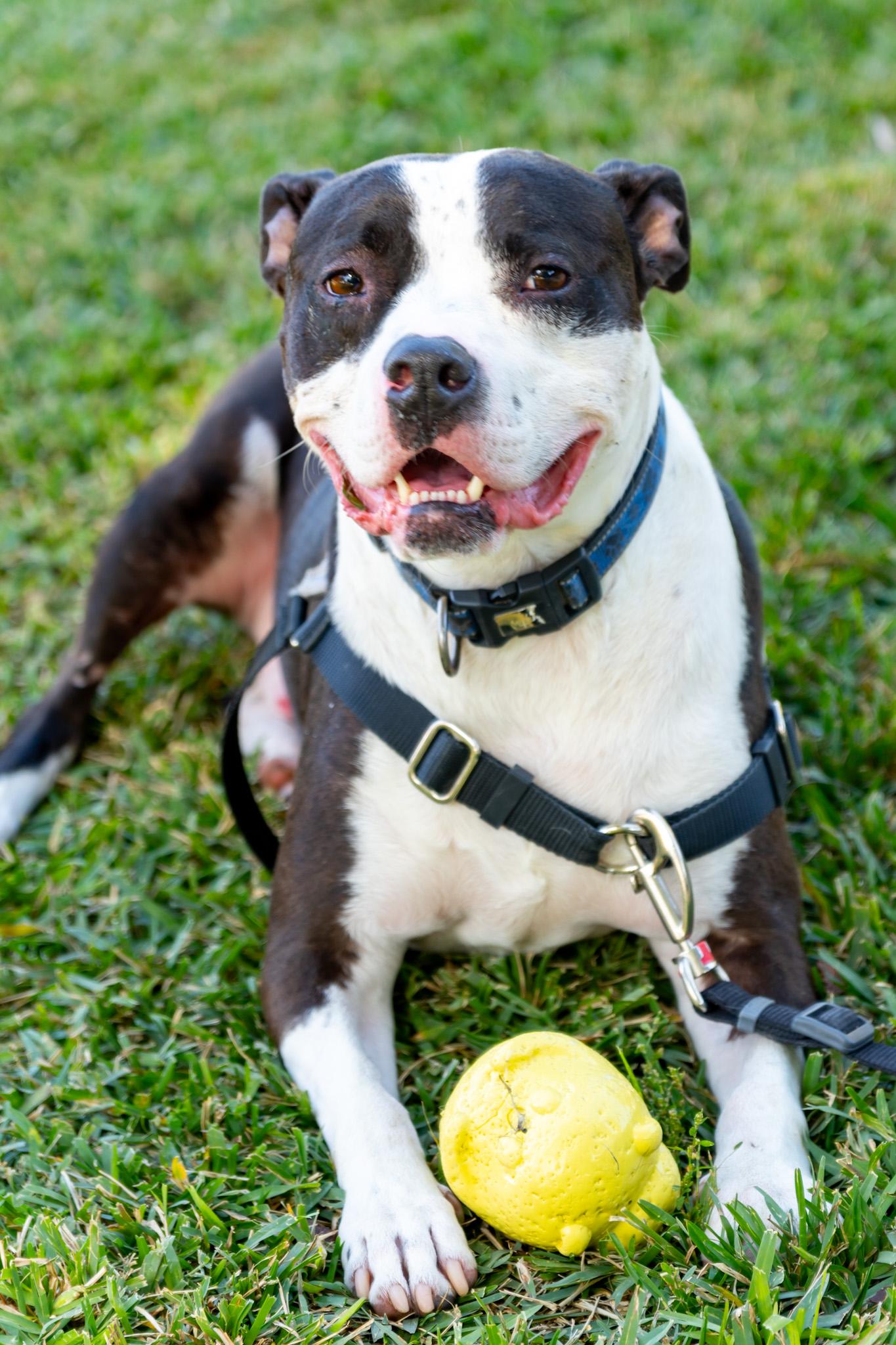 Chance, a Adoptable mixed breed in Beverly Hills, CA image 3/3