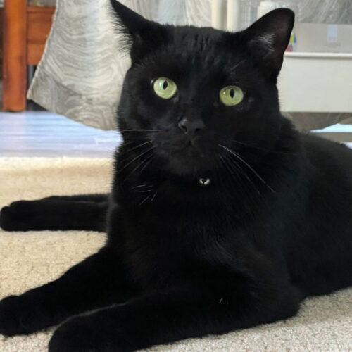 Louie Oliver, Adoptable, Adult Male Domestic Short Hair.