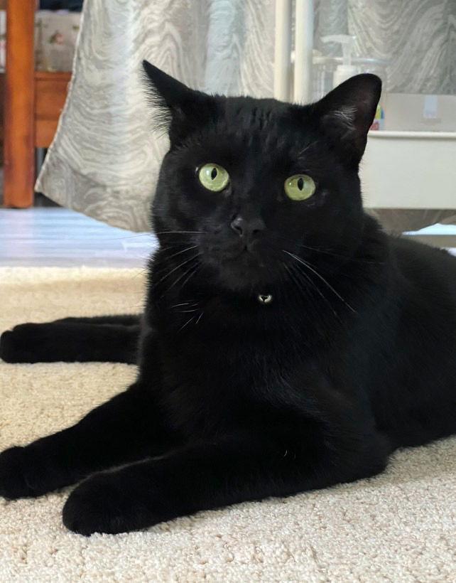 Louie Oliver, Adoptable, Adult Male Domestic Short Hair.