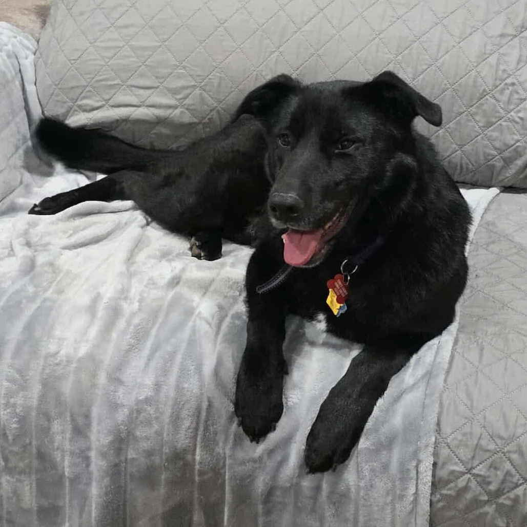 Enlarge Chopper, a ADOPTABLE mixed breed in Weaverville, CA image 5/5