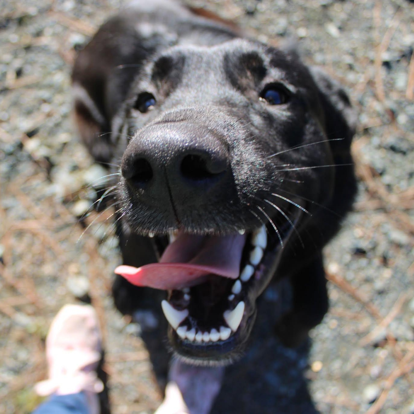 Enlarge Chopper, a ADOPTABLE mixed breed in Weaverville, CA image 3/5