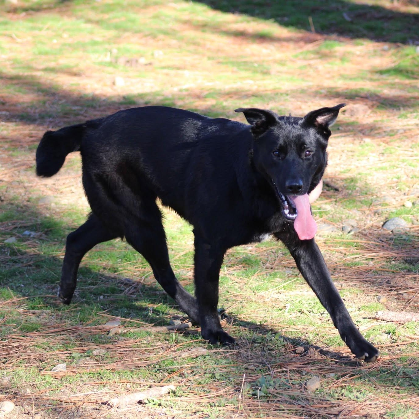 Chopper, ADOPTABLE, Young Male Black Labrador Retriever.