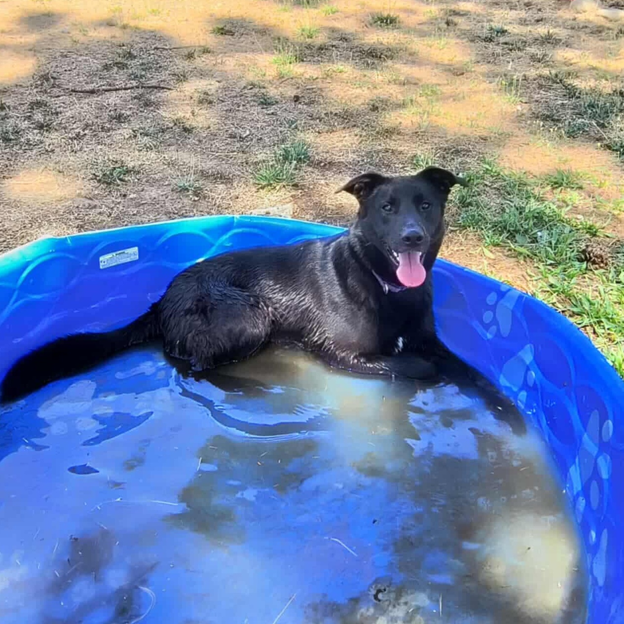 Enlarge Chopper, a ADOPTABLE mixed breed in Weaverville, CA image 4/5