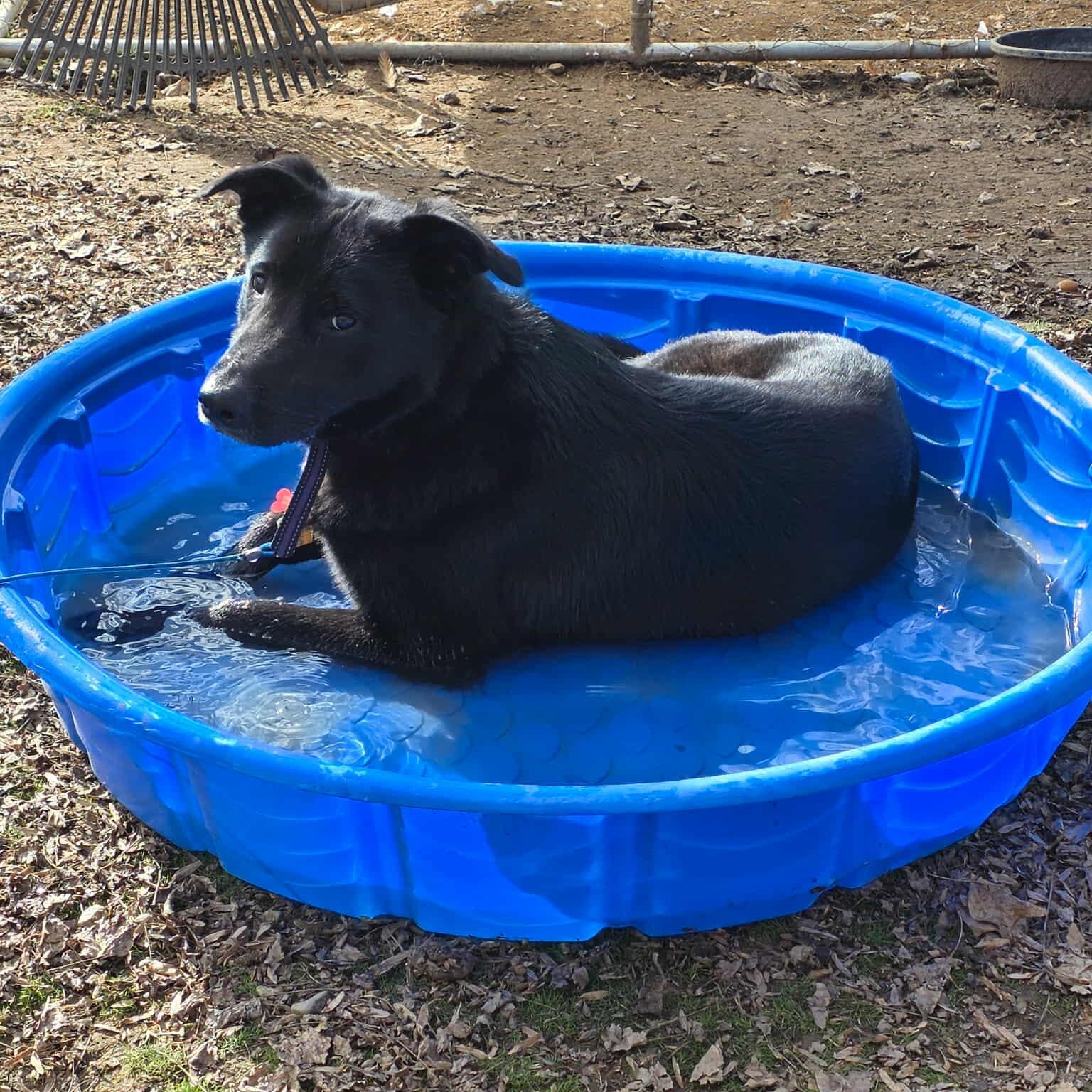Enlarge Chopper, a ADOPTABLE mixed breed in Weaverville, CA image 2/5