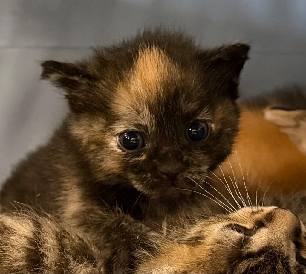 Big Bend, Adoptable, Kitten Female Domestic Short Hair.