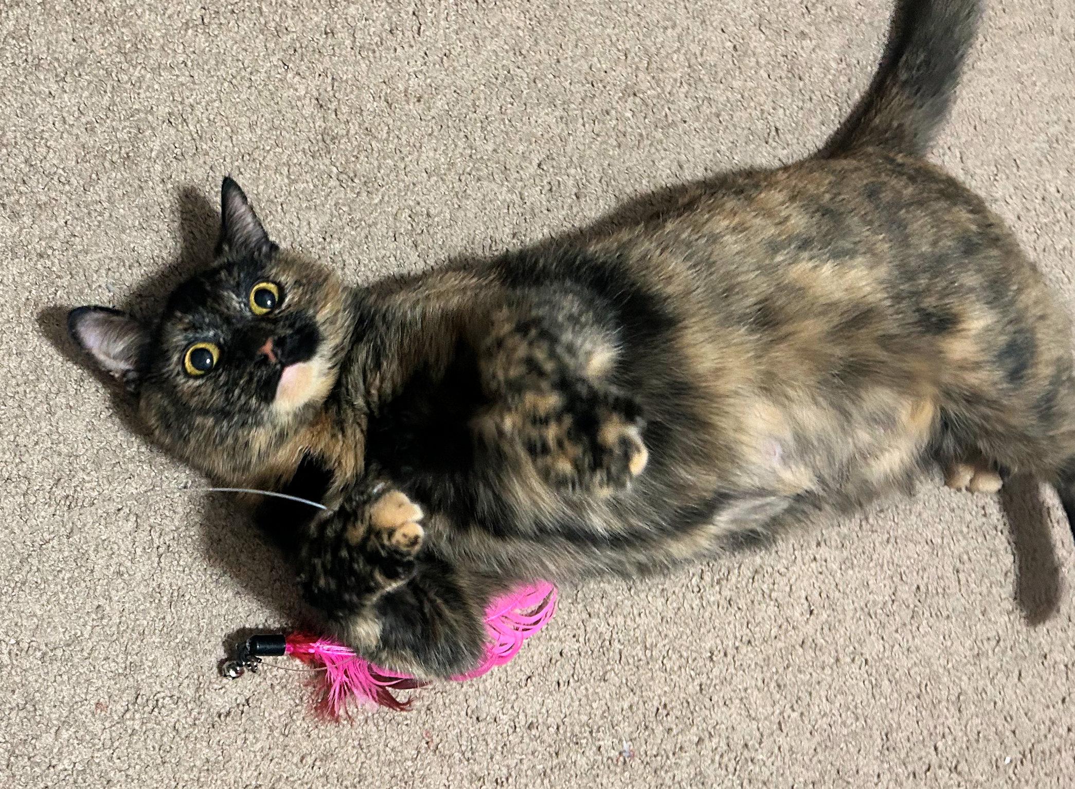 Courtesy Listing  Winnie thumbnail 4