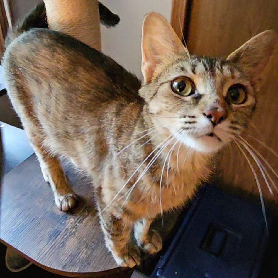 Enlarge Lady, a ADOPTABLE Domestic Short Hair in Toledo, OH image 2/3