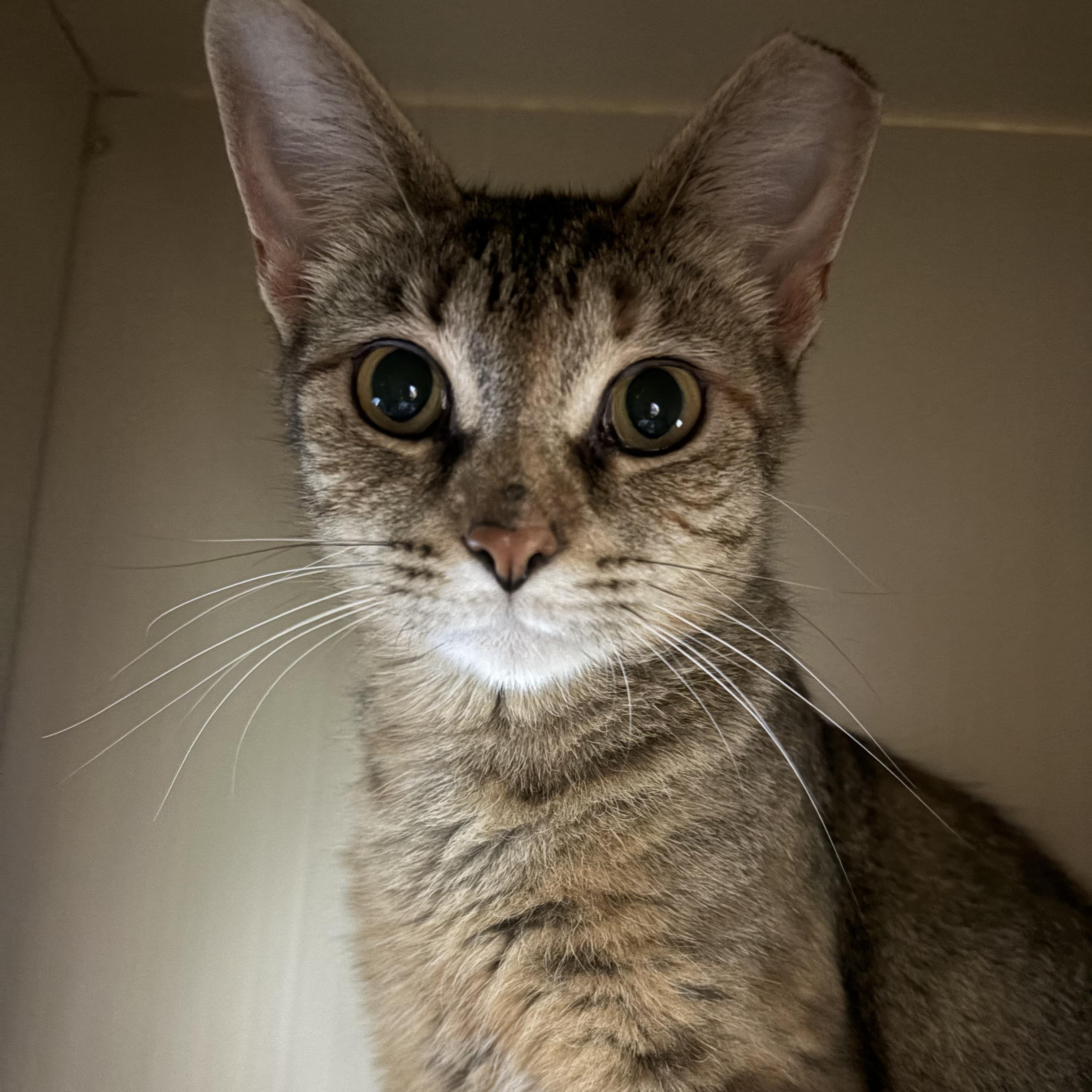 Enlarge Lady, a ADOPTABLE Domestic Short Hair in Toledo, OH image 3/3