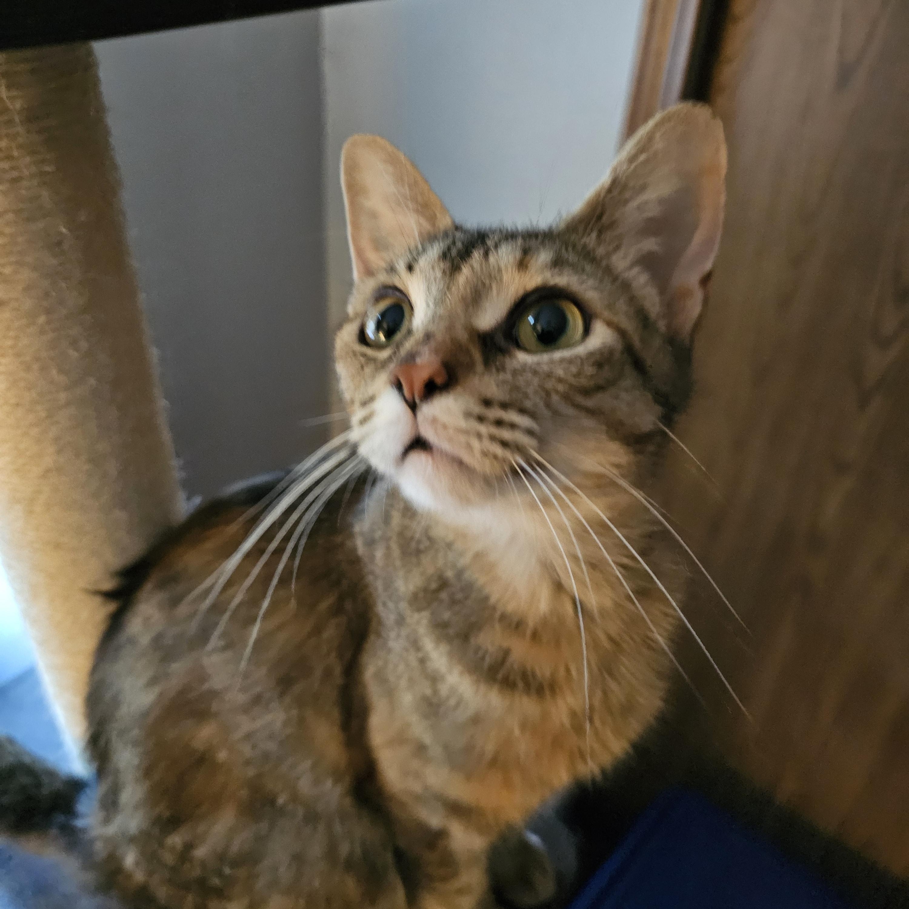 Lady, ADOPTABLE, Young Female Domestic Short Hair.