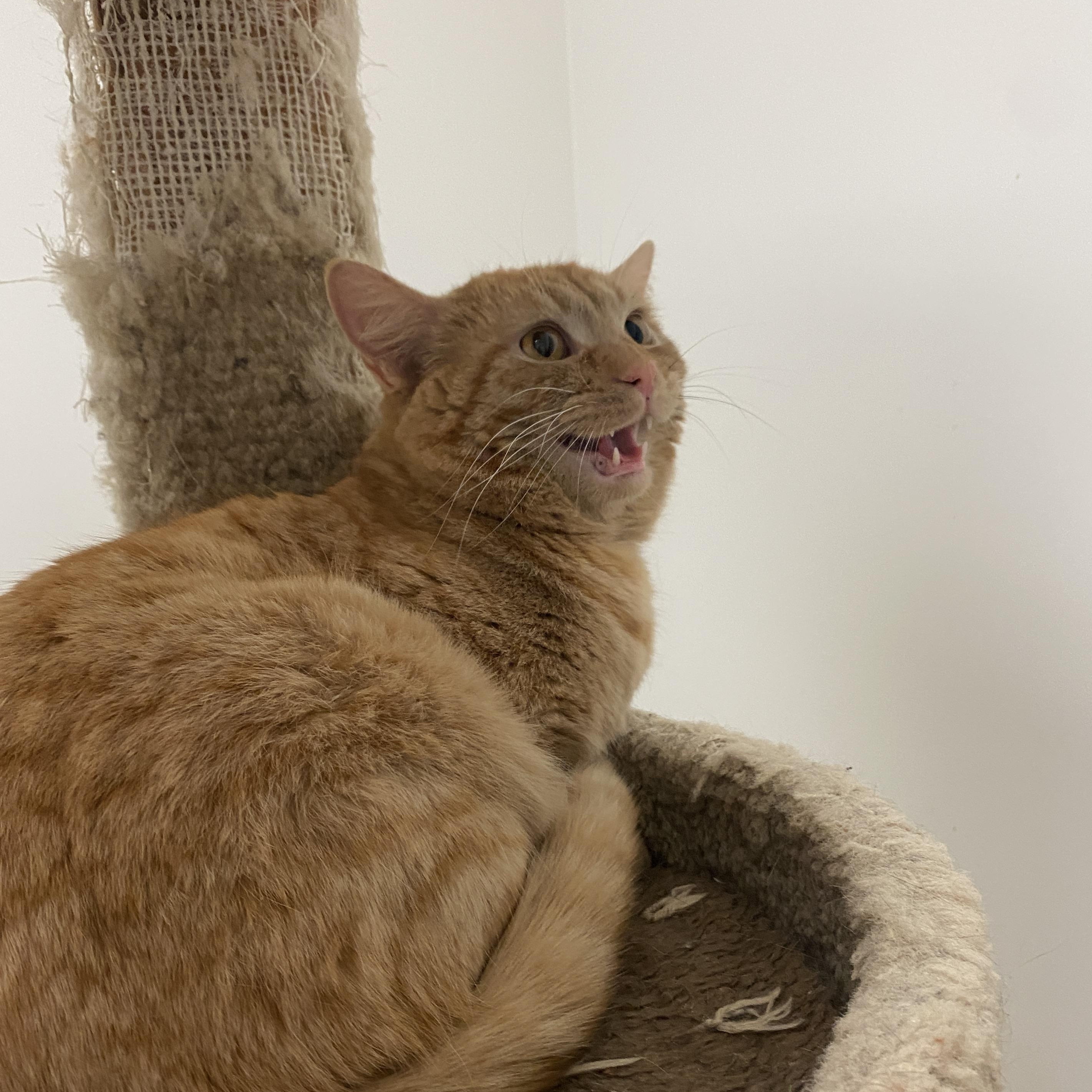 Enlarge Sherman, a ADOPTABLE Domestic Short Hair in Pickerington, OH image 4/4