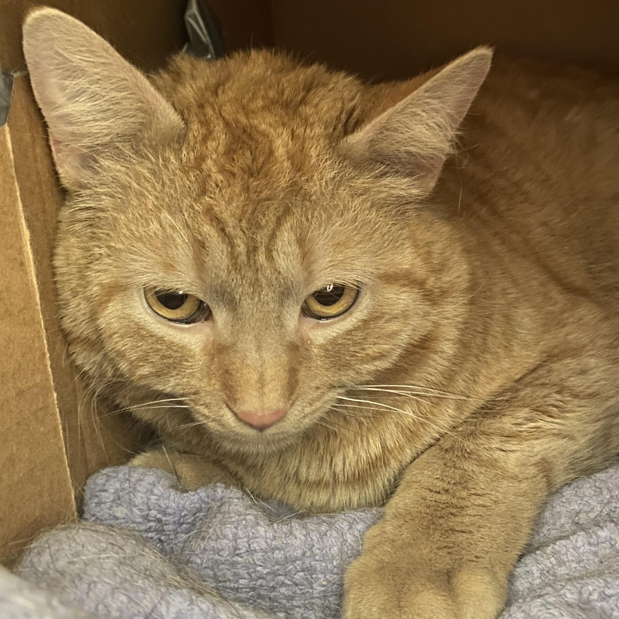 Enlarge Sherman, a ADOPTABLE Domestic Short Hair in Pickerington, OH image 1/4