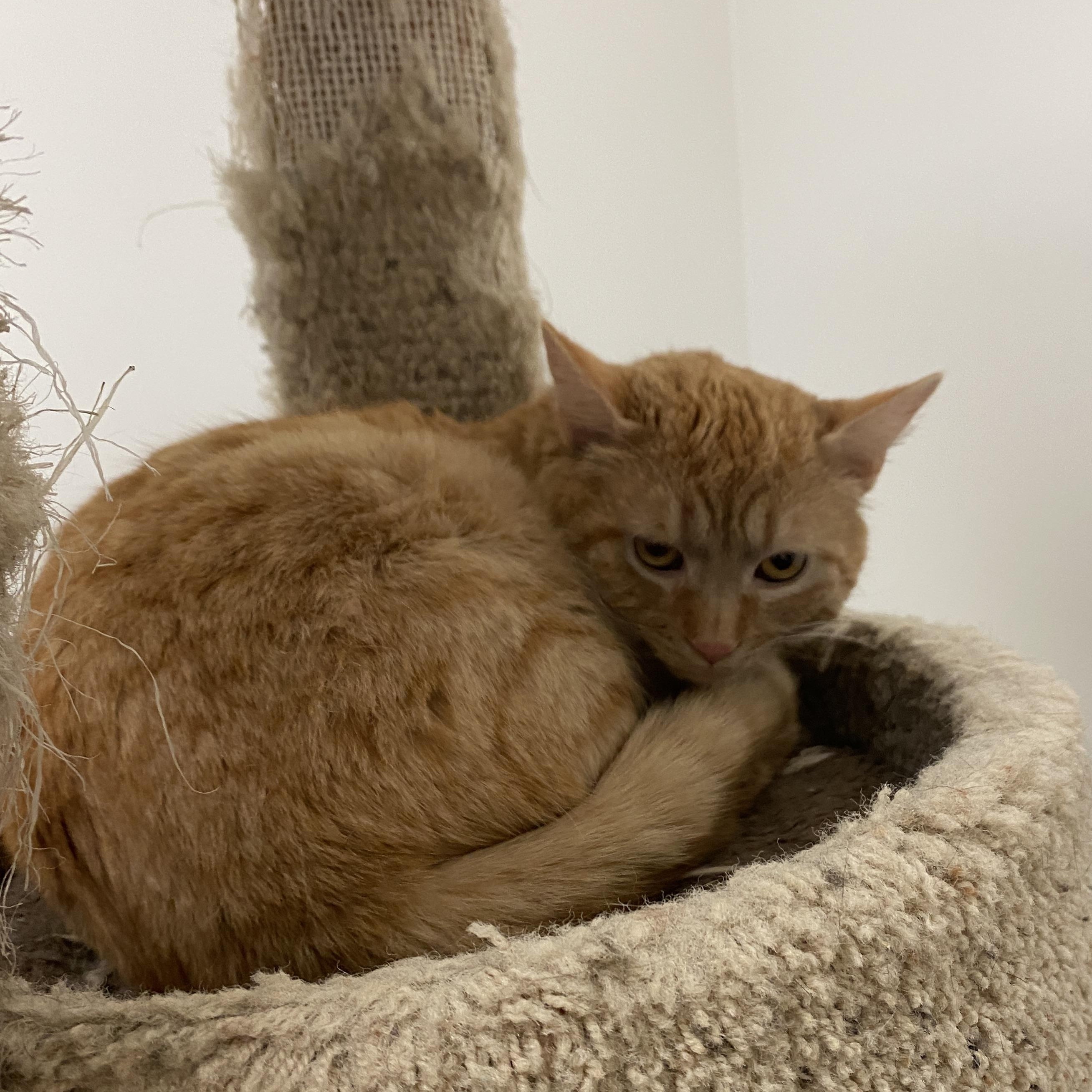 Enlarge Sherman, a ADOPTABLE Domestic Short Hair in Pickerington, OH image 2/4