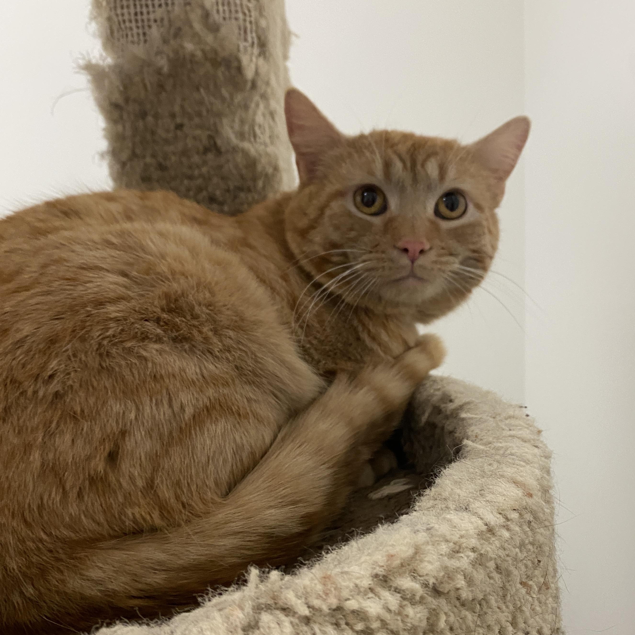 Enlarge Sherman, a ADOPTABLE Domestic Short Hair in Pickerington, OH image 3/4