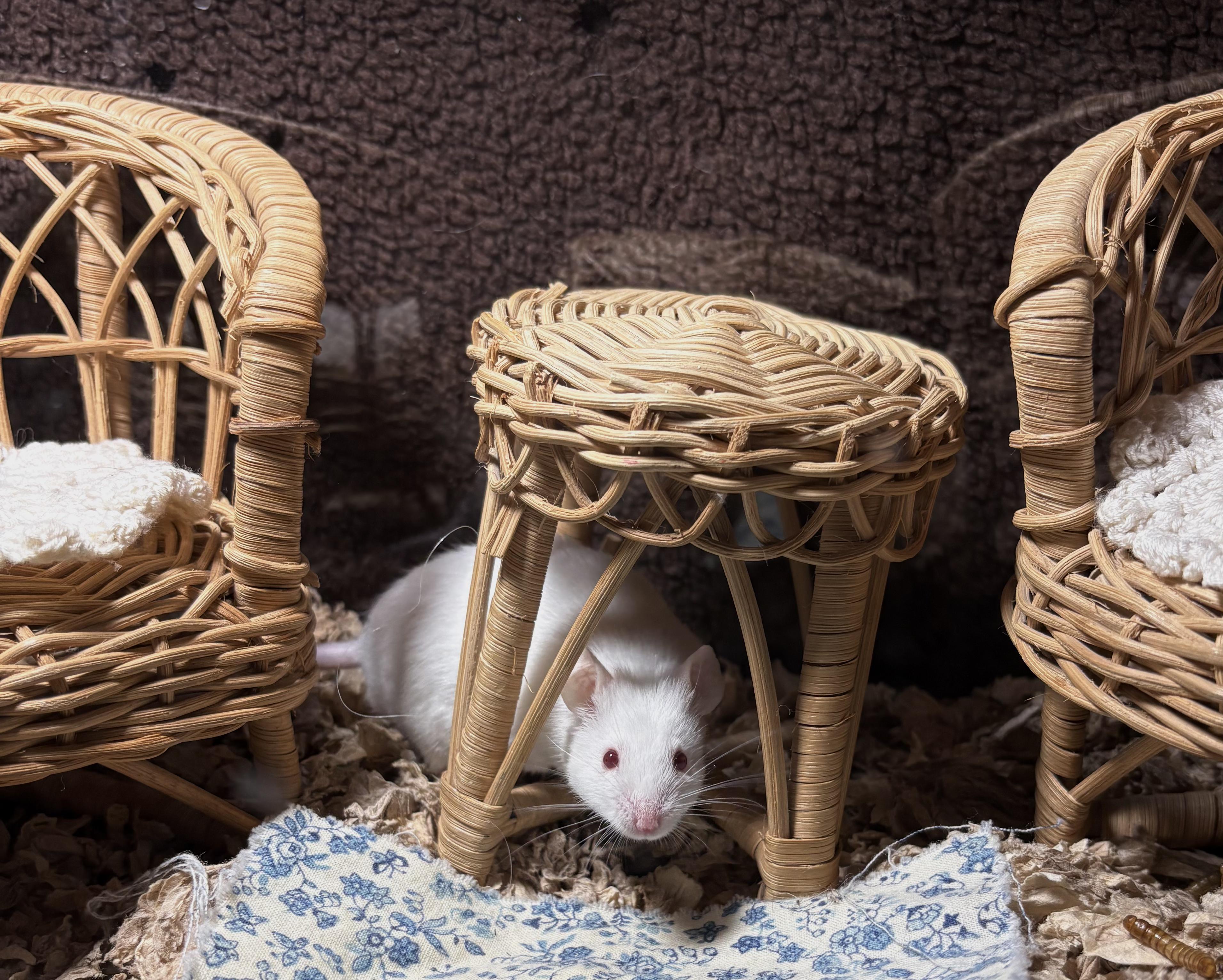 Enlarge Grilled Cheese, a ADOPTABLE Mouse in Grand Rapids, MI image 4/4