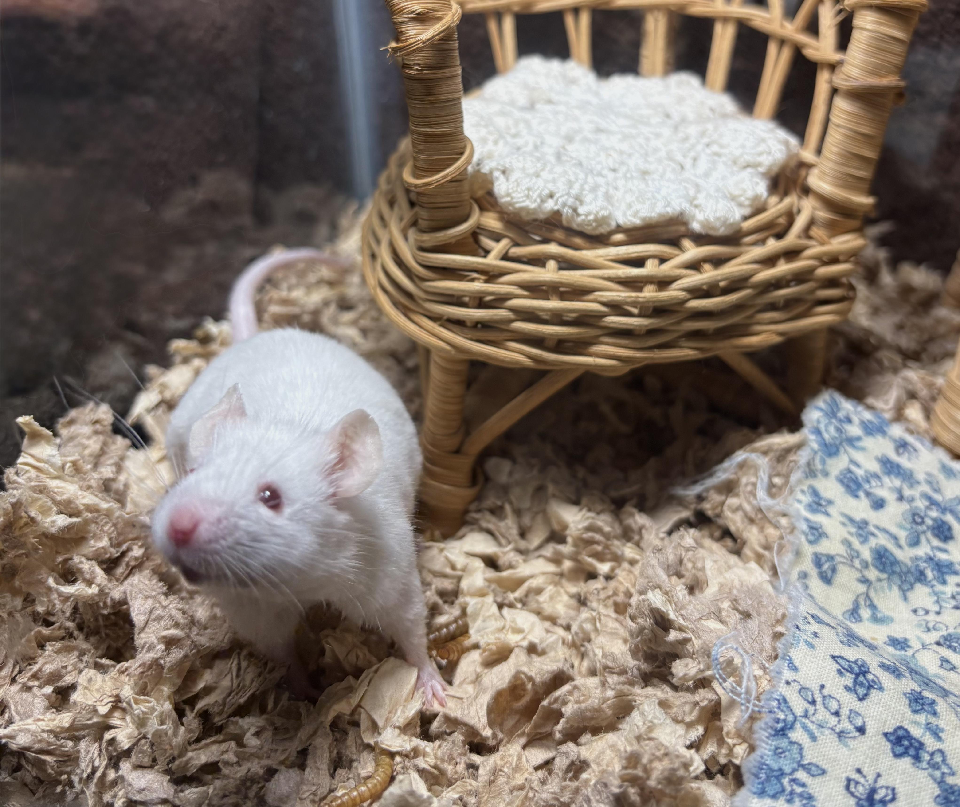 Enlarge Grilled Cheese, a ADOPTABLE Mouse in Grand Rapids, MI image 1/4