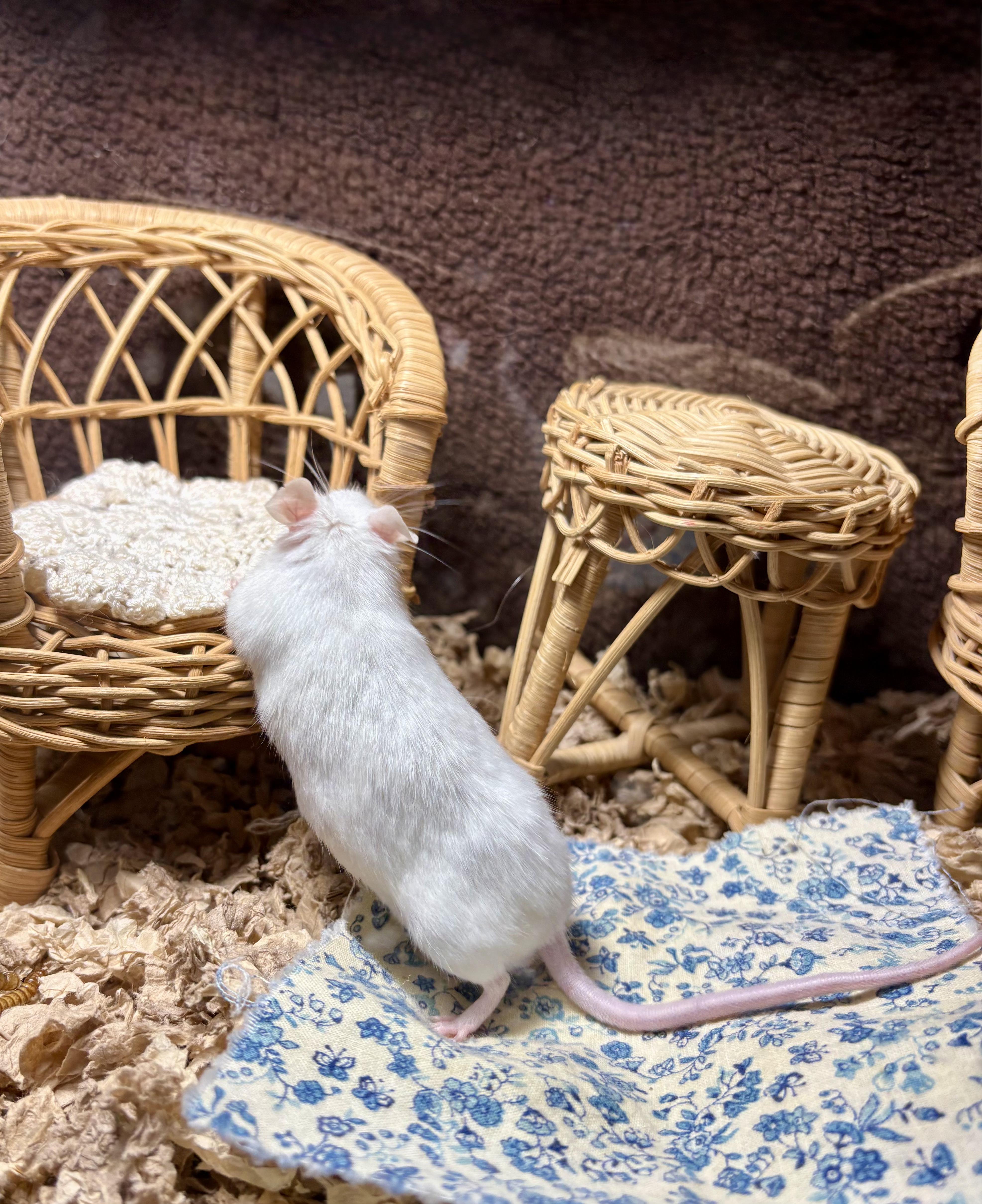 Enlarge Grilled Cheese, a ADOPTABLE Mouse in Grand Rapids, MI image 2/4