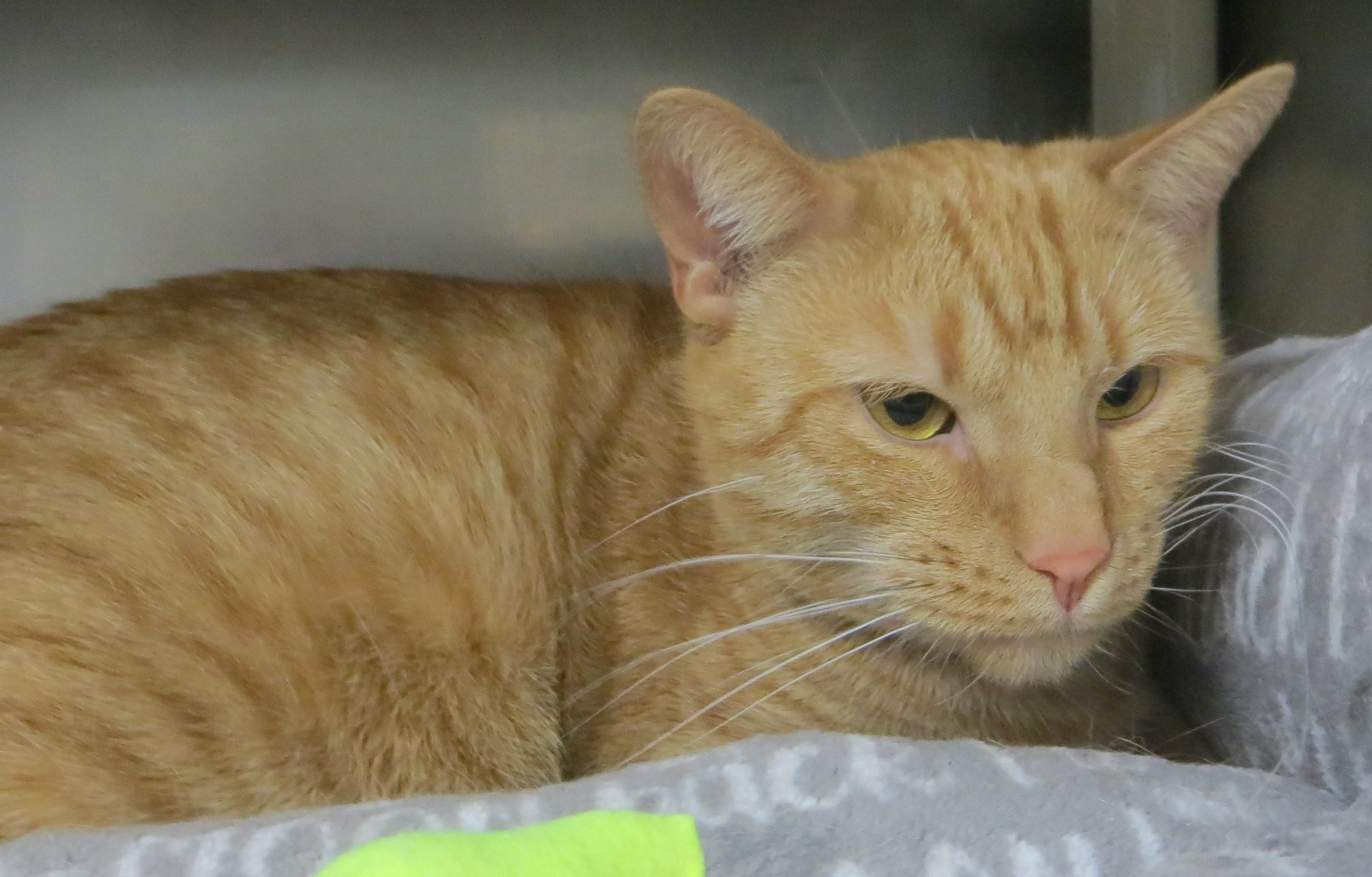 GOOSE (Adoption Pending), a ADOPTABLE Domestic Short Hair in Taunton, MA image 4/5