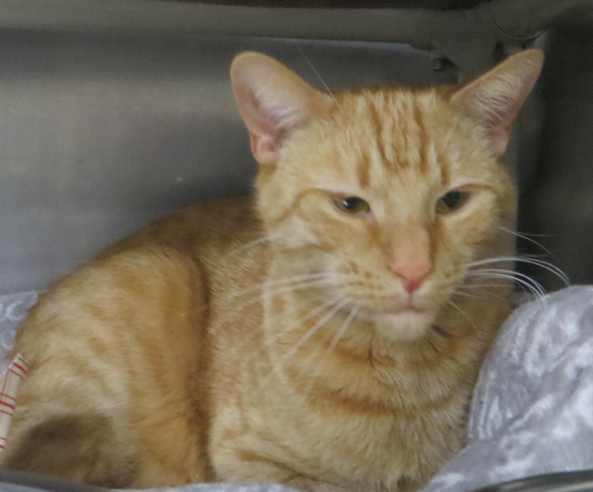 GOOSE (Adoption Pending), a ADOPTABLE Domestic Short Hair in Taunton, MA image 3/5