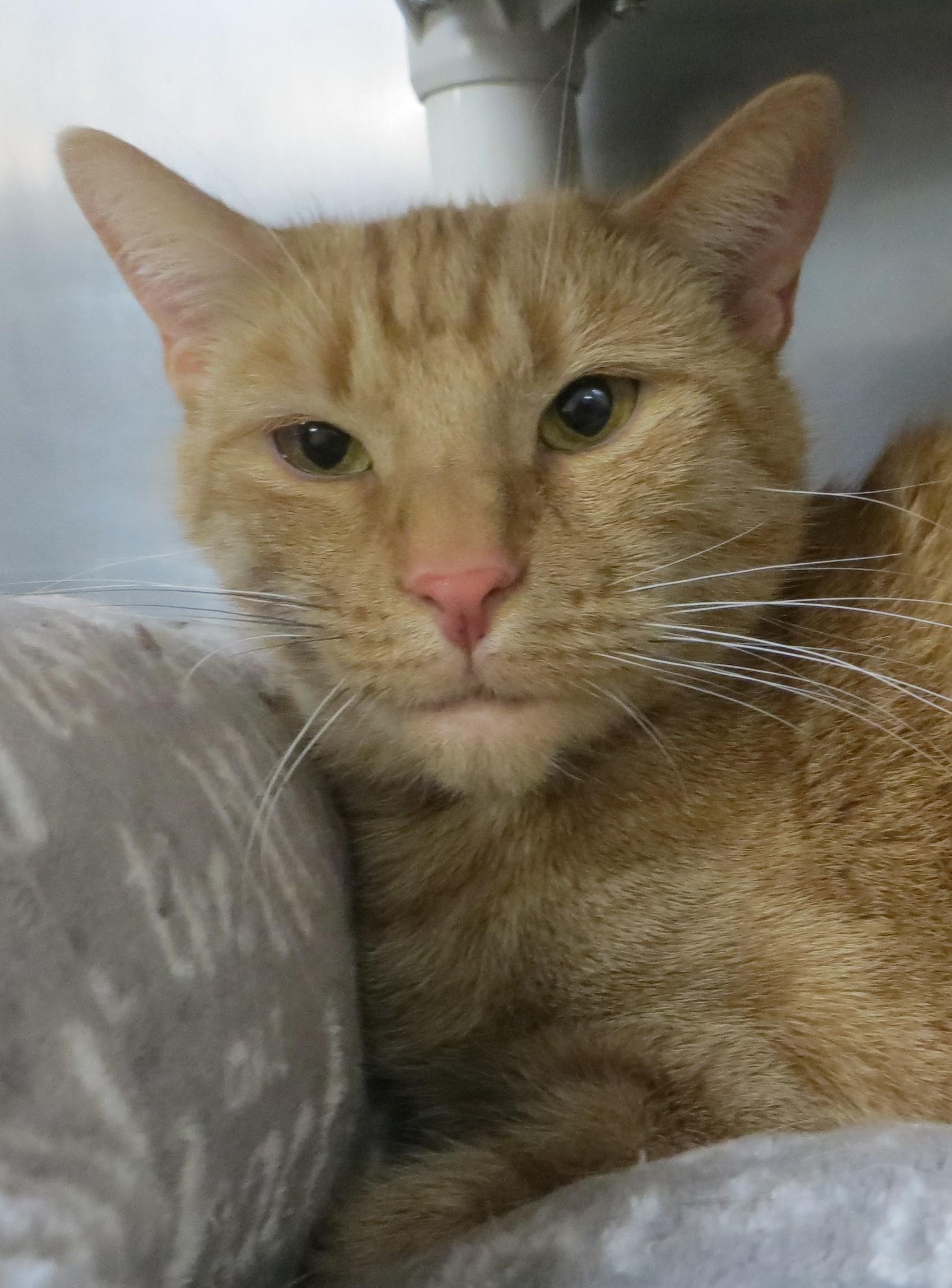GOOSE (Adoption Pending), a ADOPTABLE Domestic Short Hair in Taunton, MA image 2/5