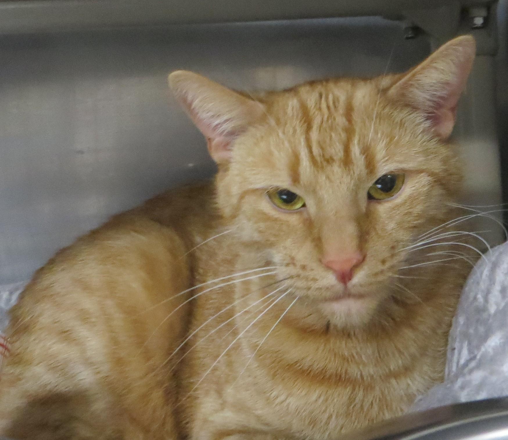 GOOSE (Adoption Pending), a ADOPTABLE Domestic Short Hair in Taunton, MA image 1/5