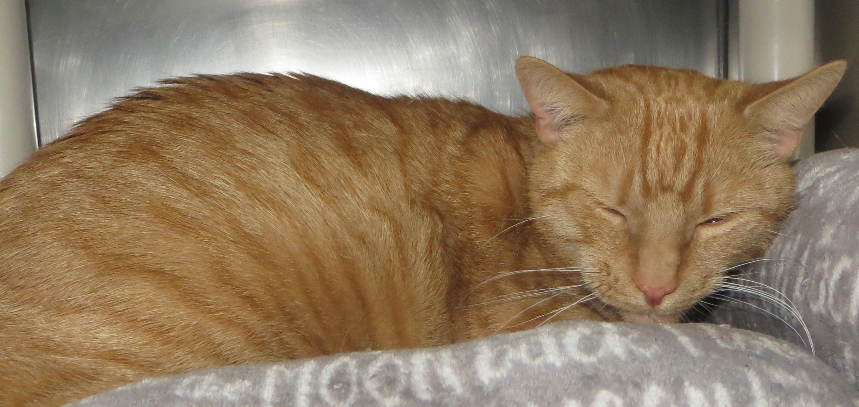 GOOSE (Adoption Pending), a ADOPTABLE Domestic Short Hair in Taunton, MA image 5/5