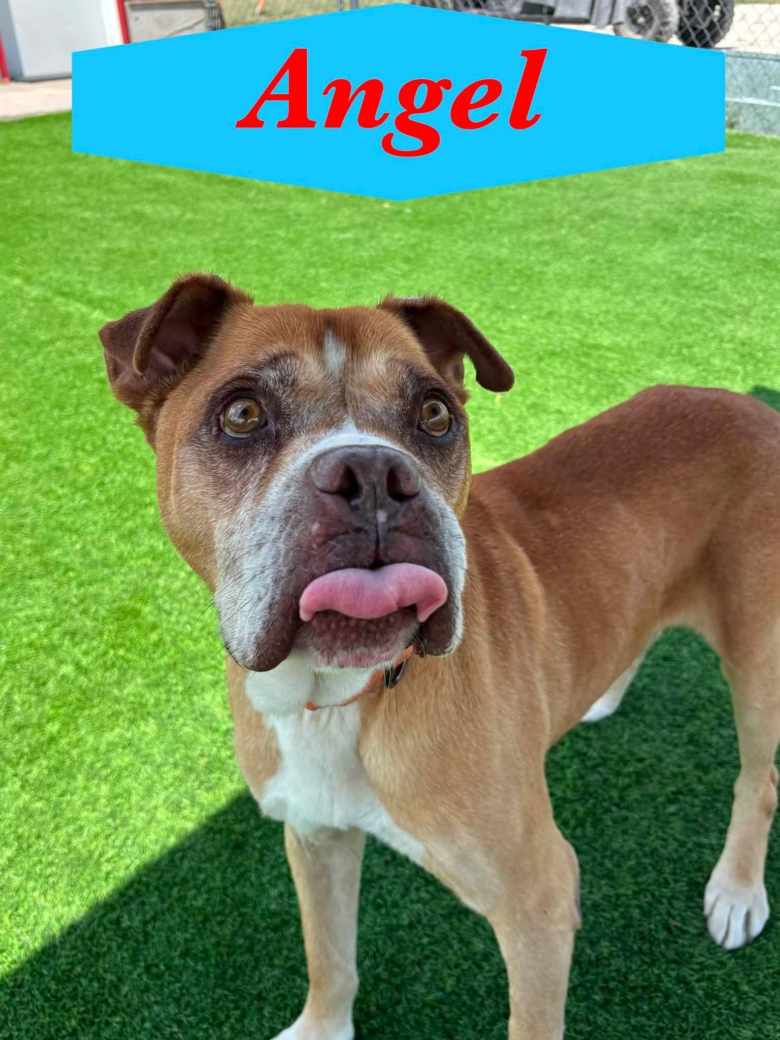 Angel, Adoptable, Senior Male Boxer.