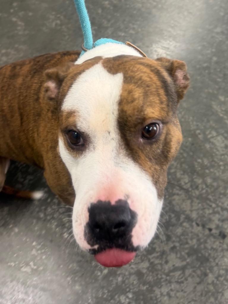 Enlarge Moose, a Adoptable Mixed Breed in Henderson, NC image 1/1