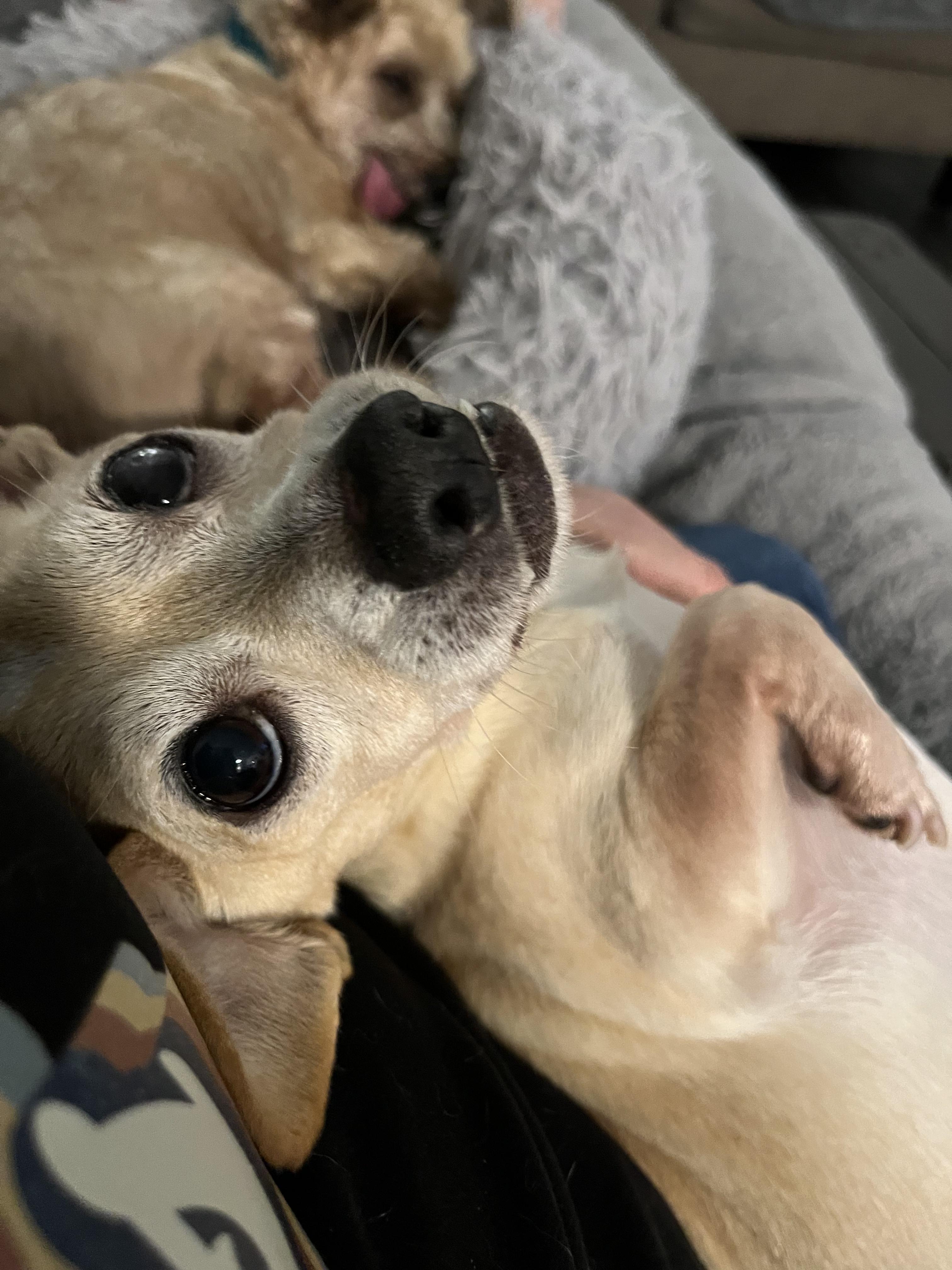 Enlarge Gummy Bear, an adopted Chihuahua in Olympia, WA image 2/4