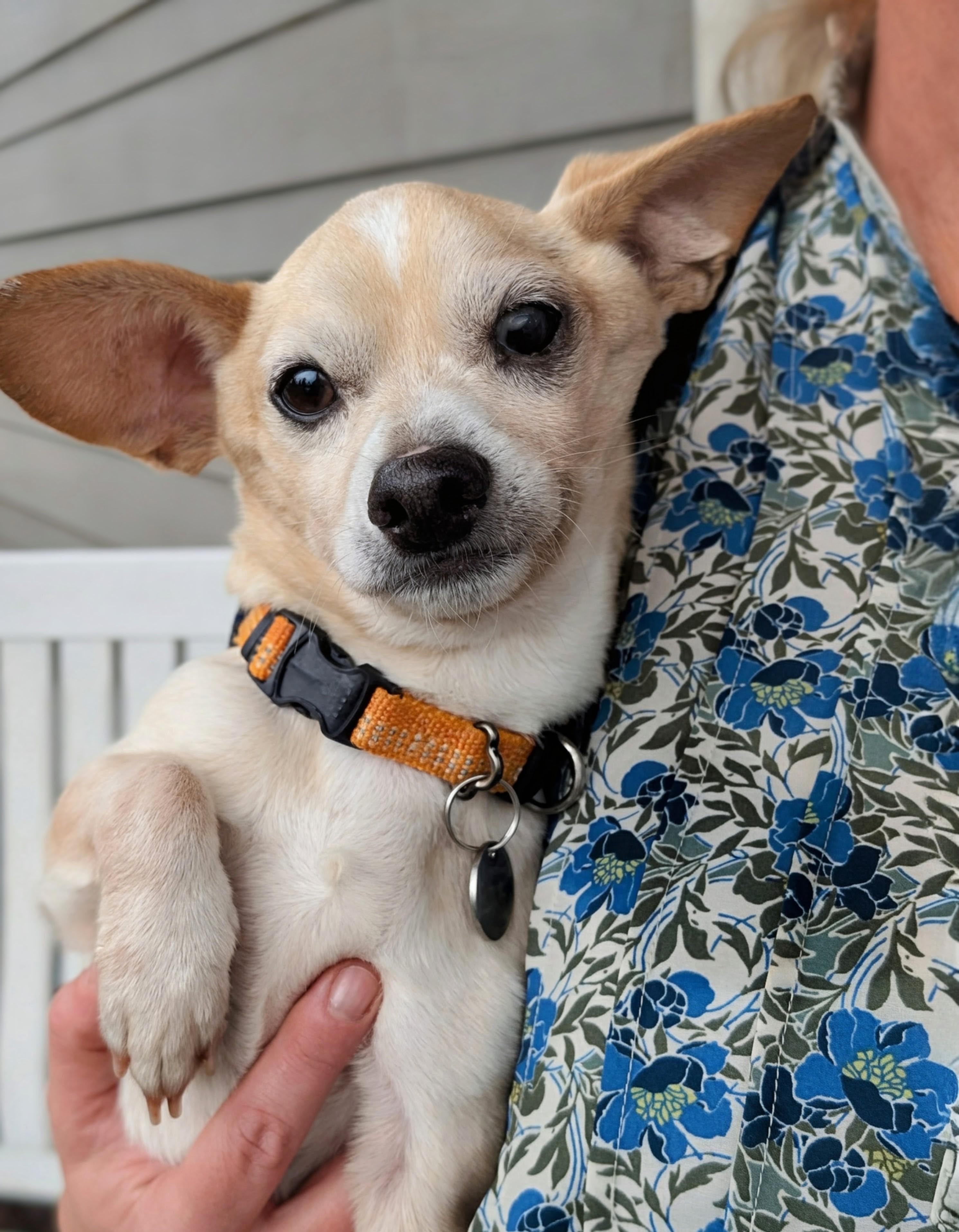 Gummy Bear, adopted, Senior Male Chihuahua.
