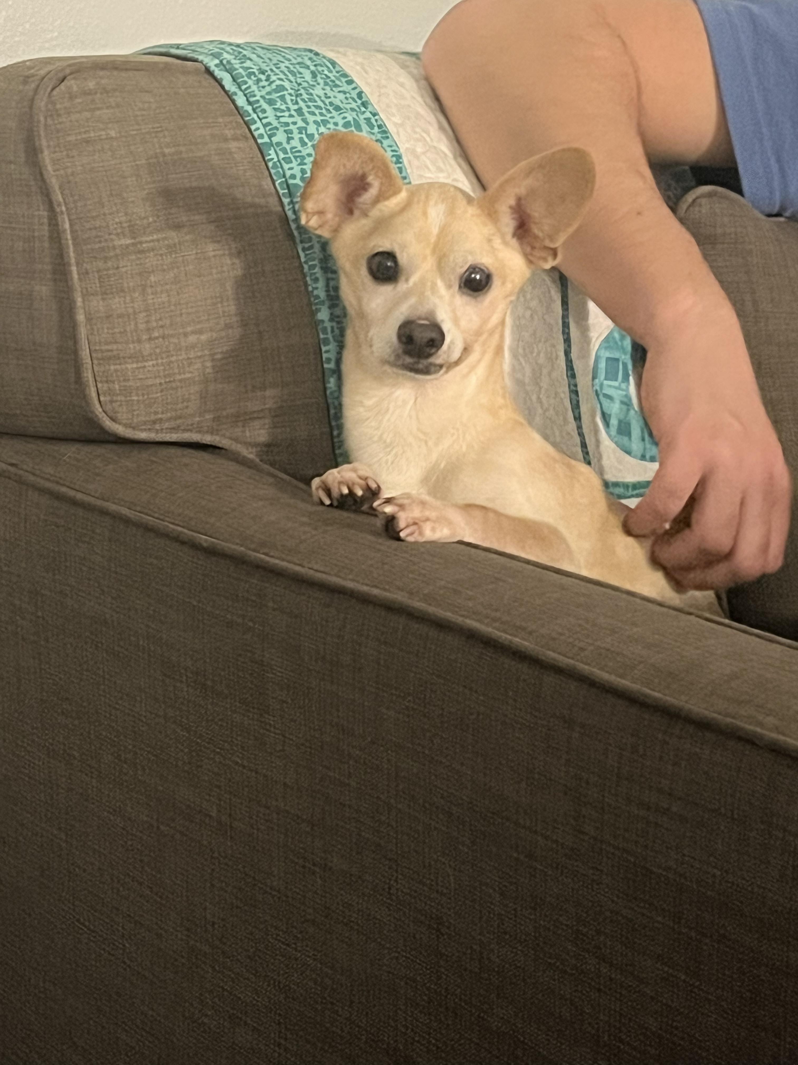 Enlarge Gummy Bear, an adopted Chihuahua in Olympia, WA image 3/4